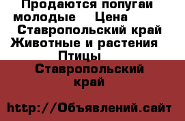 Продаются попугаи( молодые) › Цена ­ 300 - Ставропольский край Животные и растения » Птицы   . Ставропольский край